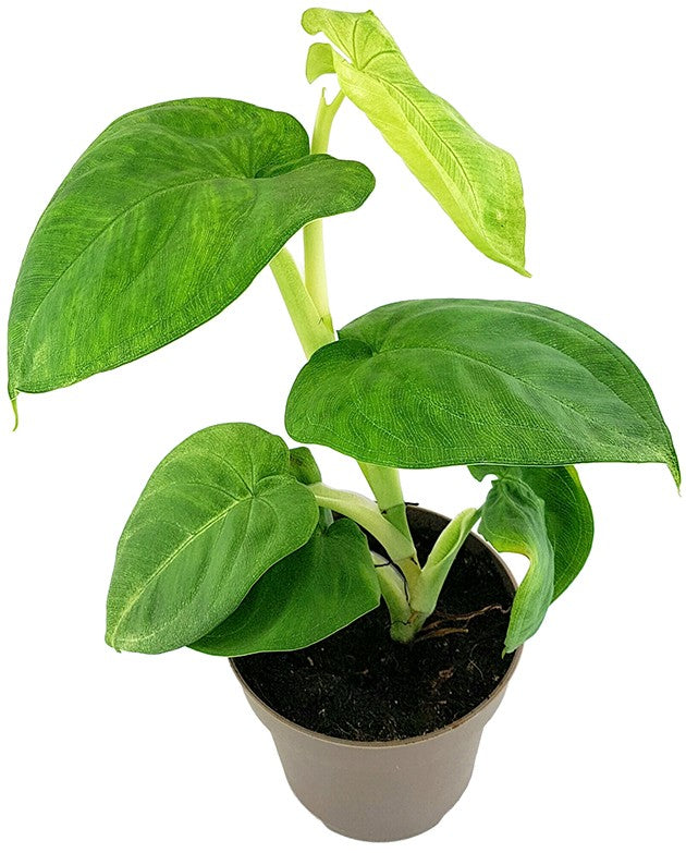 Syngonium "Cubic Frost" - grüne Purpurtute