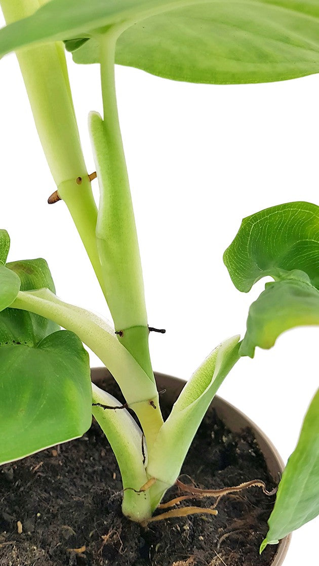 Syngonium "Cubic Frost" - grüne Purpurtute