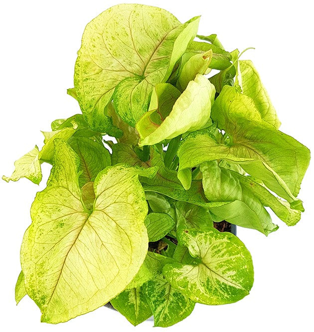 Syngonium "Lemon Lime" - Purpurtute