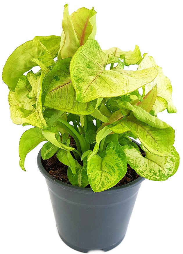 Syngonium "Lemon Lime" - Purpurtute