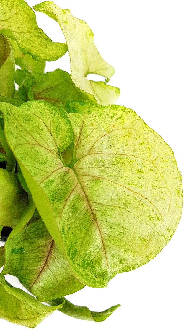 Syngonium "Lemon Lime" - Purpurtute