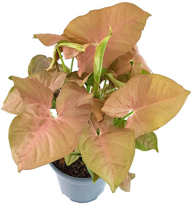 Syngonium "Pink" - zarte Purpurtute