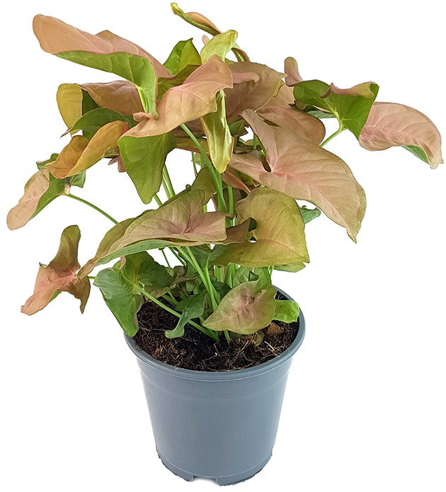 Syngonium "Pink" - zarte Purpurtute