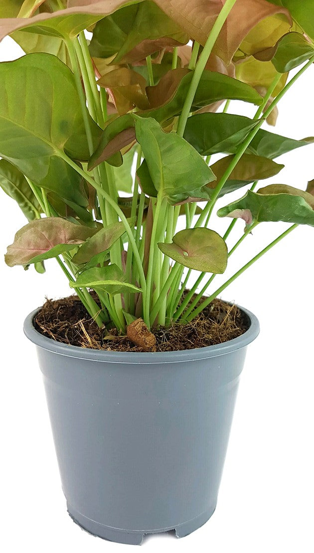 Syngonium "Pink" - zarte Purpurtute