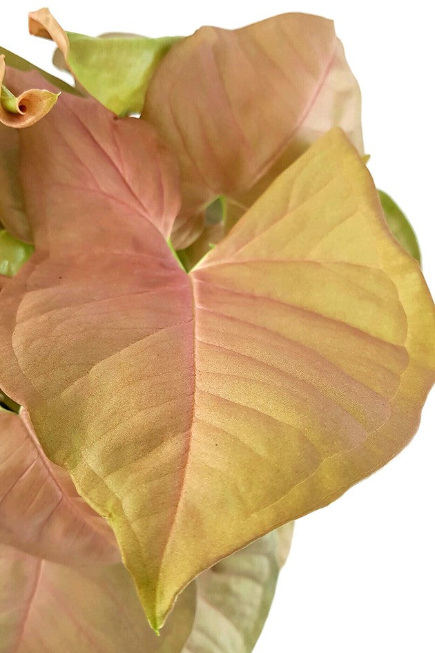 Syngonium "Pink" - zarte Purpurtute