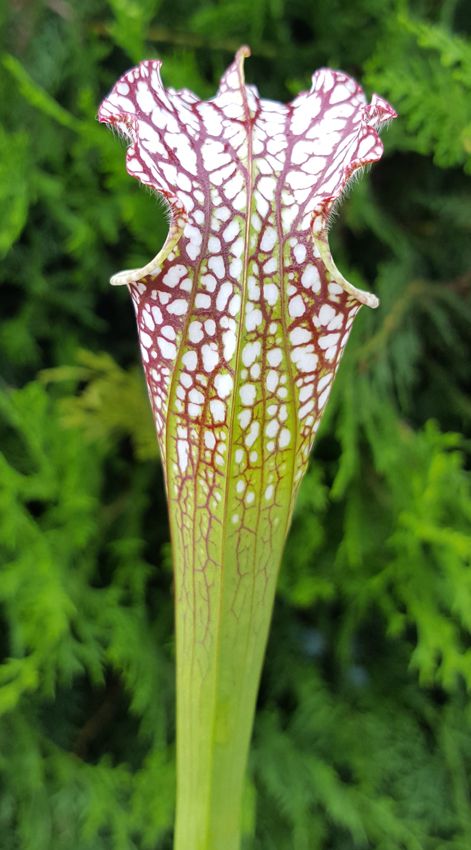 Sarracenia Leucophylla - "Tarnok"