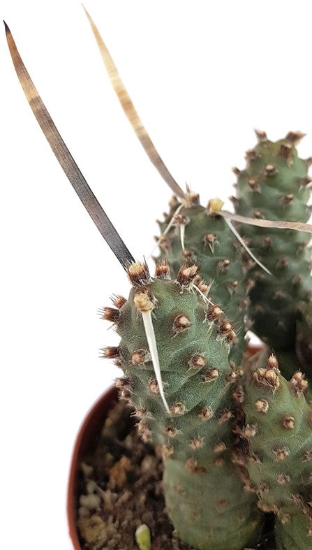 Tephrocactus articularis var. strobiliformis - Sukkulente
