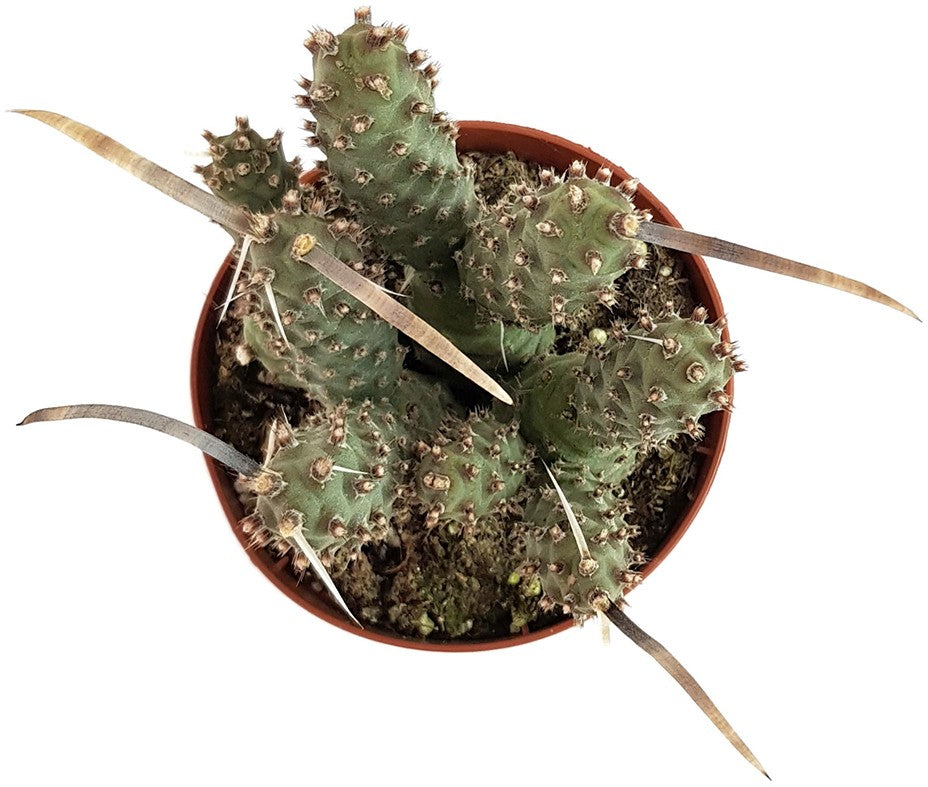 Tephrocactus articularis var. strobiliformis - Sukkulente