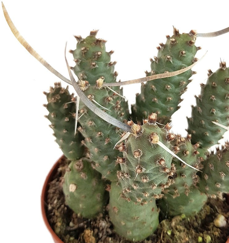 Tephrocactus articularis var. strobiliformis - Sukkulente