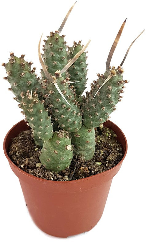 Tephrocactus articularis var. strobiliformis - Sukkulente