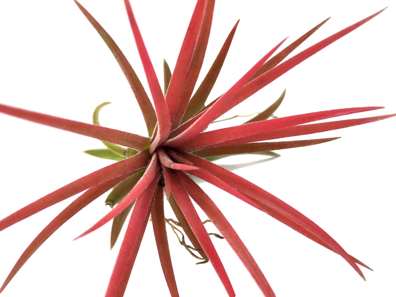Tillandsia ionantha "Red"