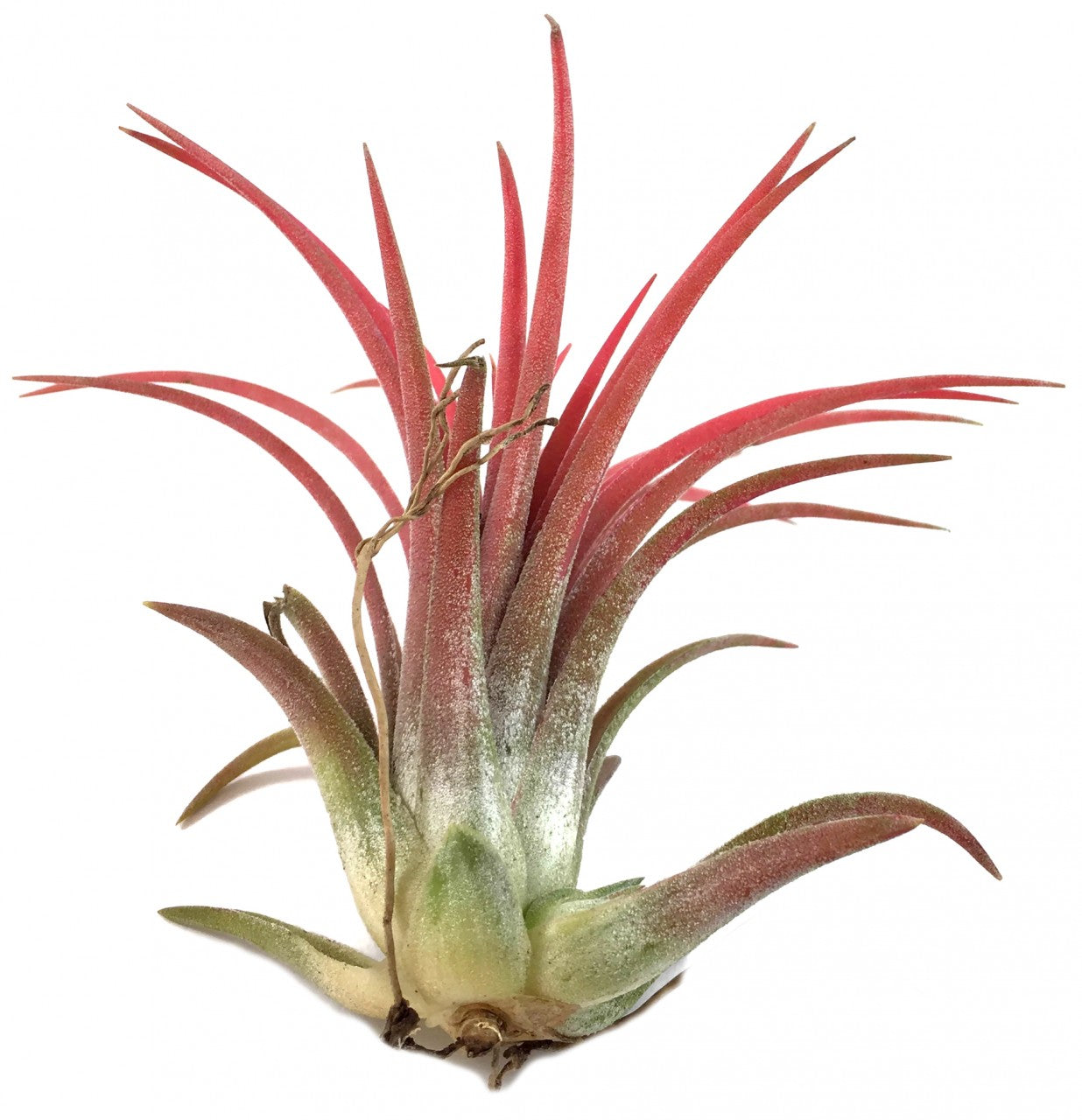 Tillandsia ionantha "Red"