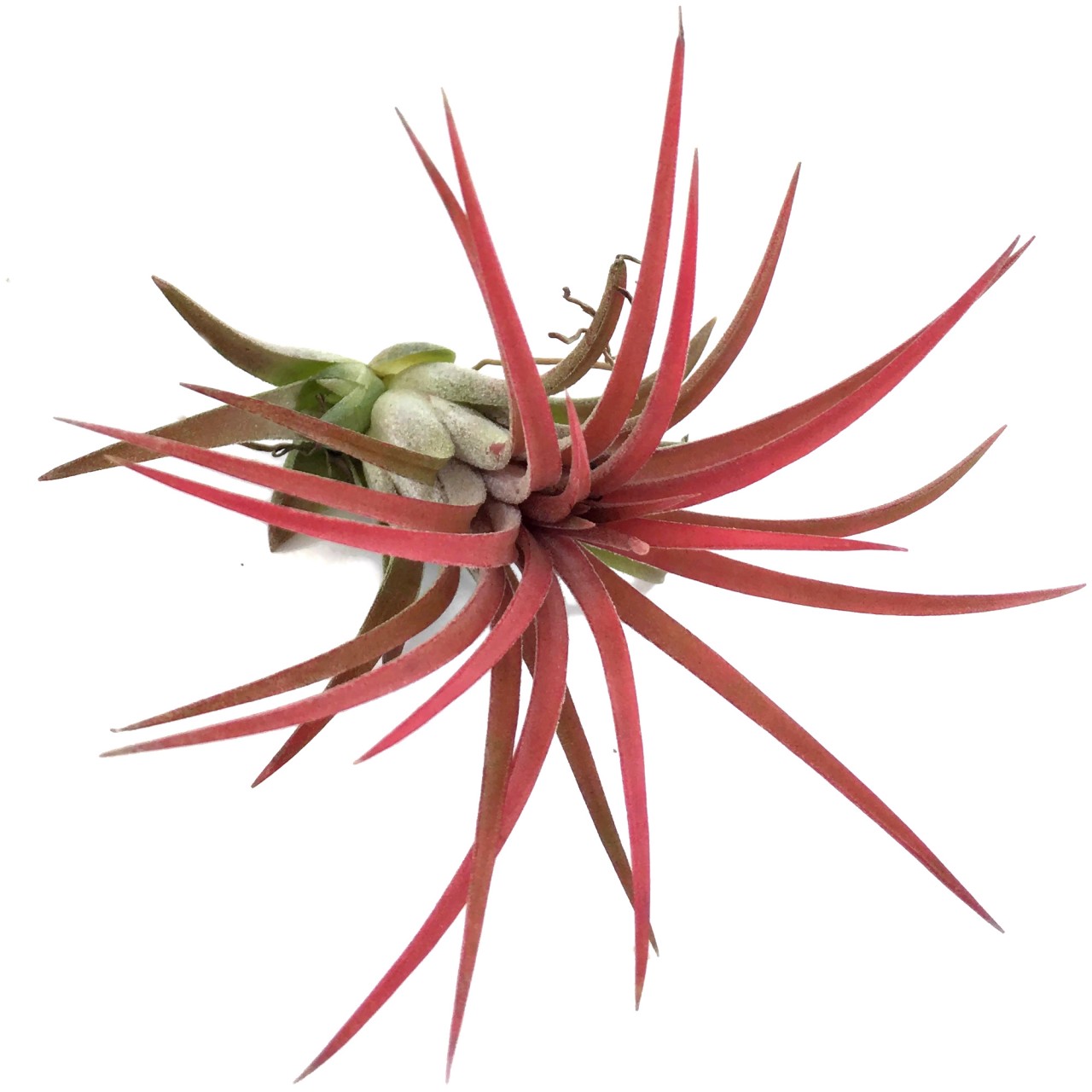 Tillandsia ionantha "Red"