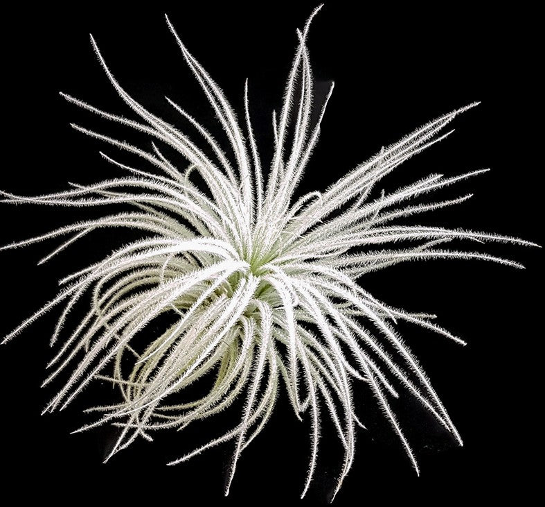 Tillandsia Tectorium - Aufsitzerpflanze