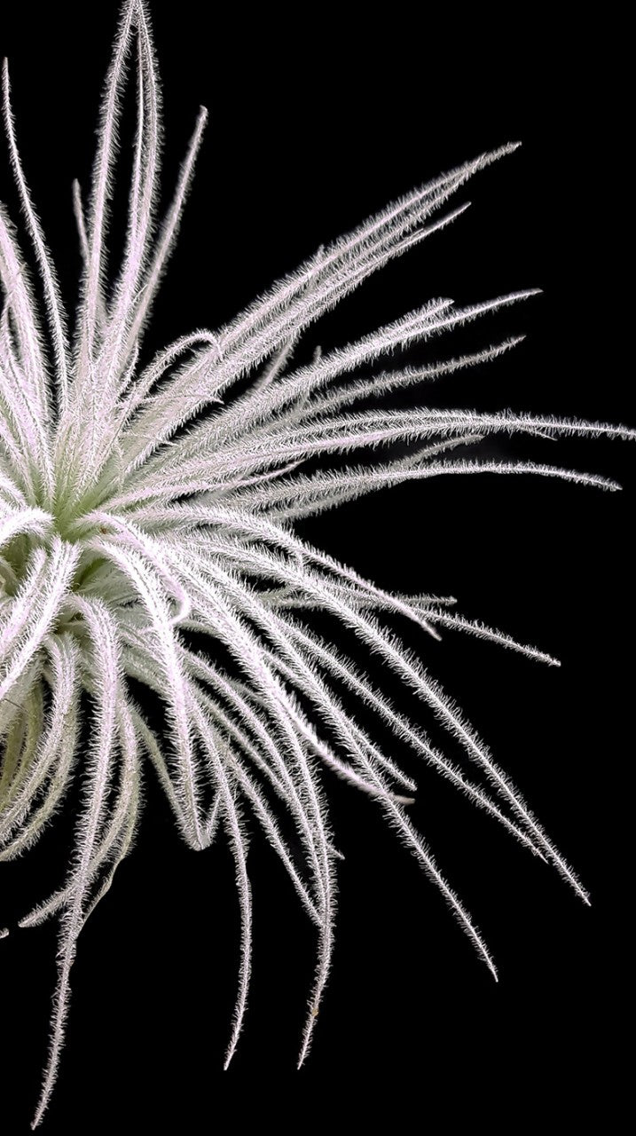 Tillandsia Tectorium - Aufsitzerpflanze