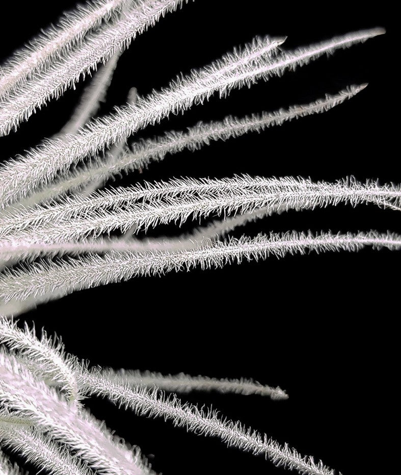 Tillandsia Tectorium - Aufsitzerpflanze
