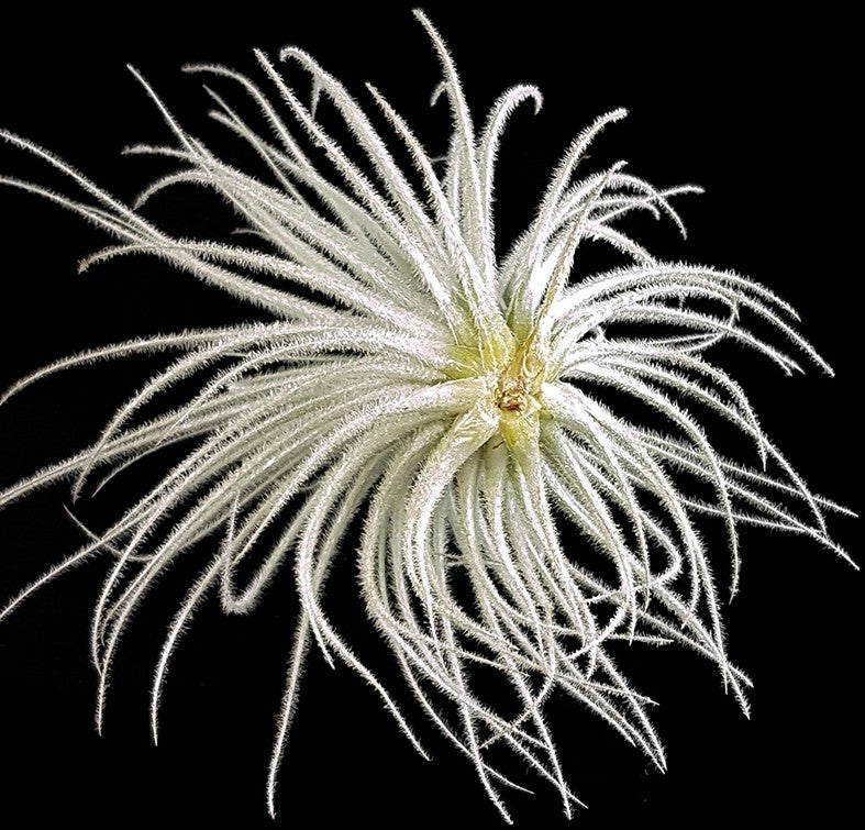 Tillandsia Tectorium - Aufsitzerpflanze