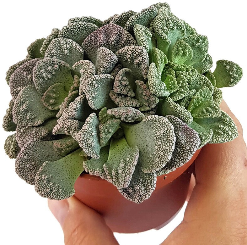 Titanopsis calcarea - Sukkulente