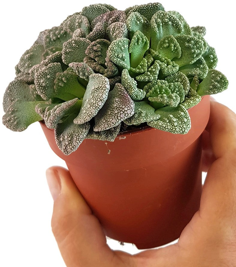 Titanopsis calcarea - Sukkulente