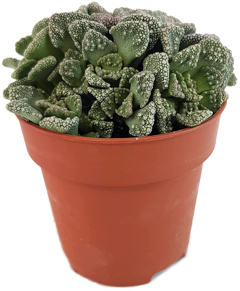 Titanopsis calcarea - Sukkulente