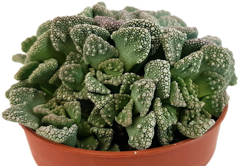 Titanopsis calcarea - Sukkulente