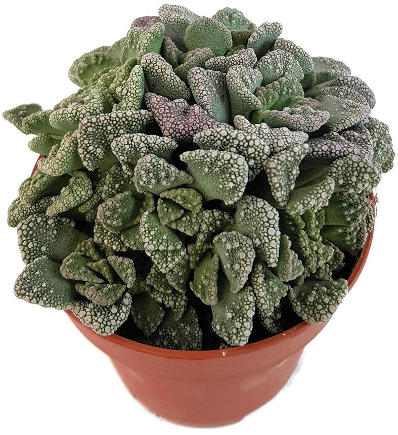 Titanopsis calcarea - Sukkulente