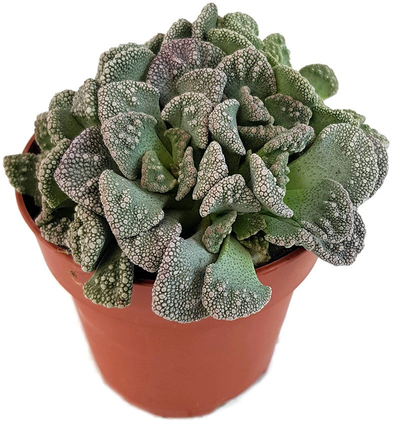Titanopsis calcarea - Sukkulente