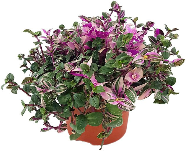 Tradescantia "quadricolor" - Dreimasterblume