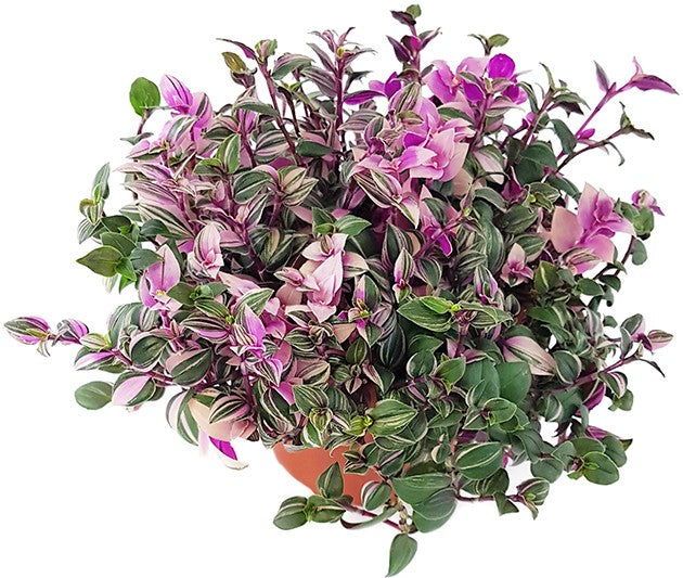 Tradescantia "quadricolor" - Dreimasterblume