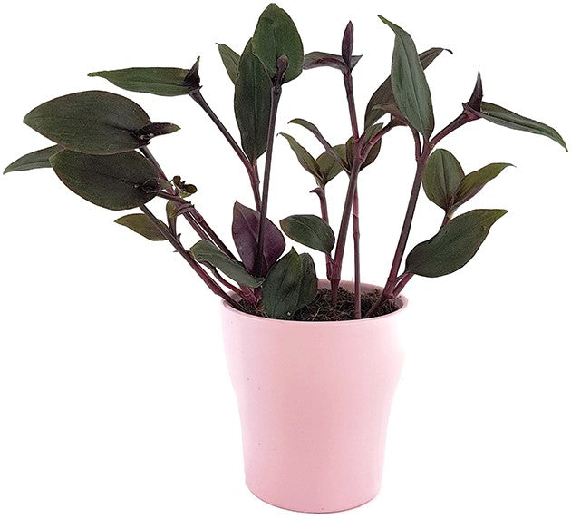 Tradescantia spathacea "Roxxo" - purpurblättrige Dreimasterblume