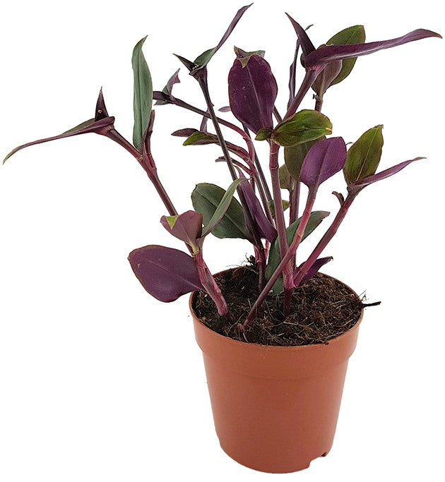 Tradescantia spathacea "Roxxo" - purpurblättrige Dreimasterblume