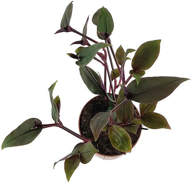 Tradescantia spathacea "Roxxo" - purpurblättrige Dreimasterblume