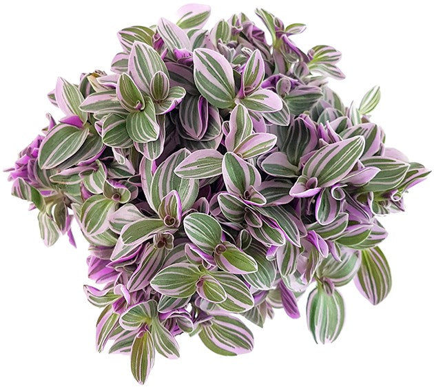 Tradescantia "Sweetness" - kleine Dreimasterblume