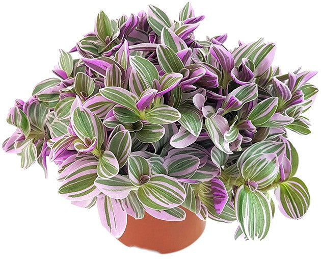 Tradescantia "Sweetness" - kleine Dreimasterblume