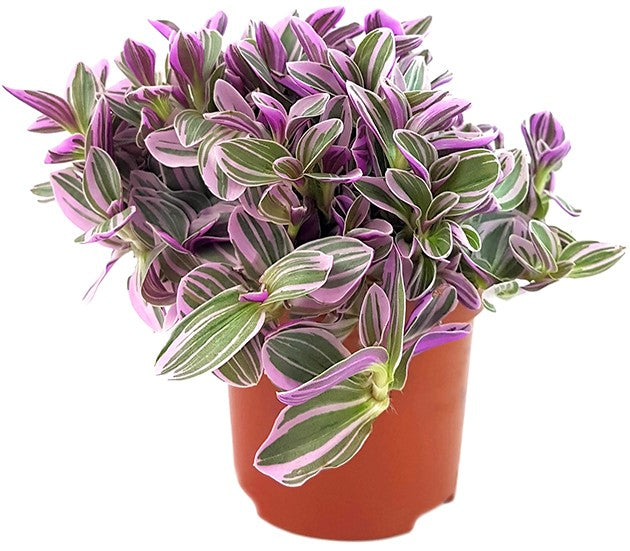 Tradescantia "Sweetness" - kleine Dreimasterblume