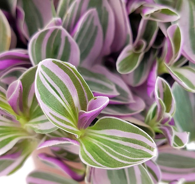 Tradescantia "Sweetness" - kleine Dreimasterblume