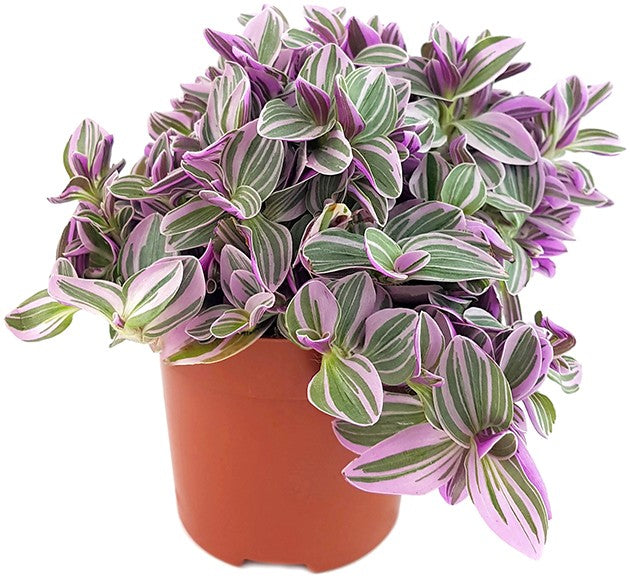 Tradescantia "Sweetness" - kleine Dreimasterblume