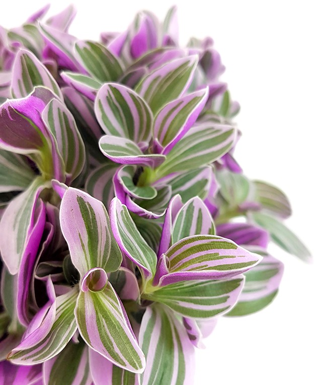 Tradescantia "Sweetness" - kleine Dreimasterblume