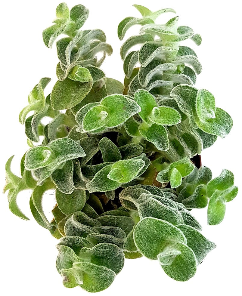 Tradescantia sillamontana "Velvet Hill" - samtige Dreimasterblume