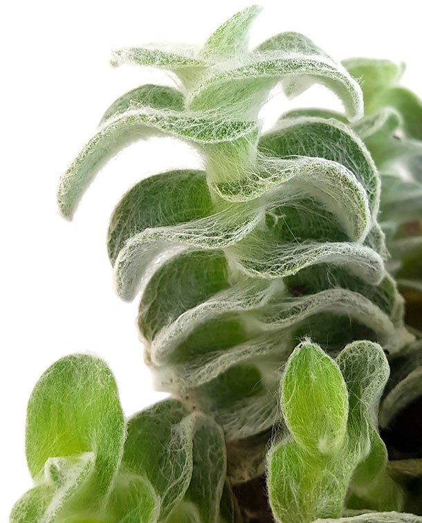 Tradescantia sillamontana "Velvet Hill" - samtige Dreimasterblume