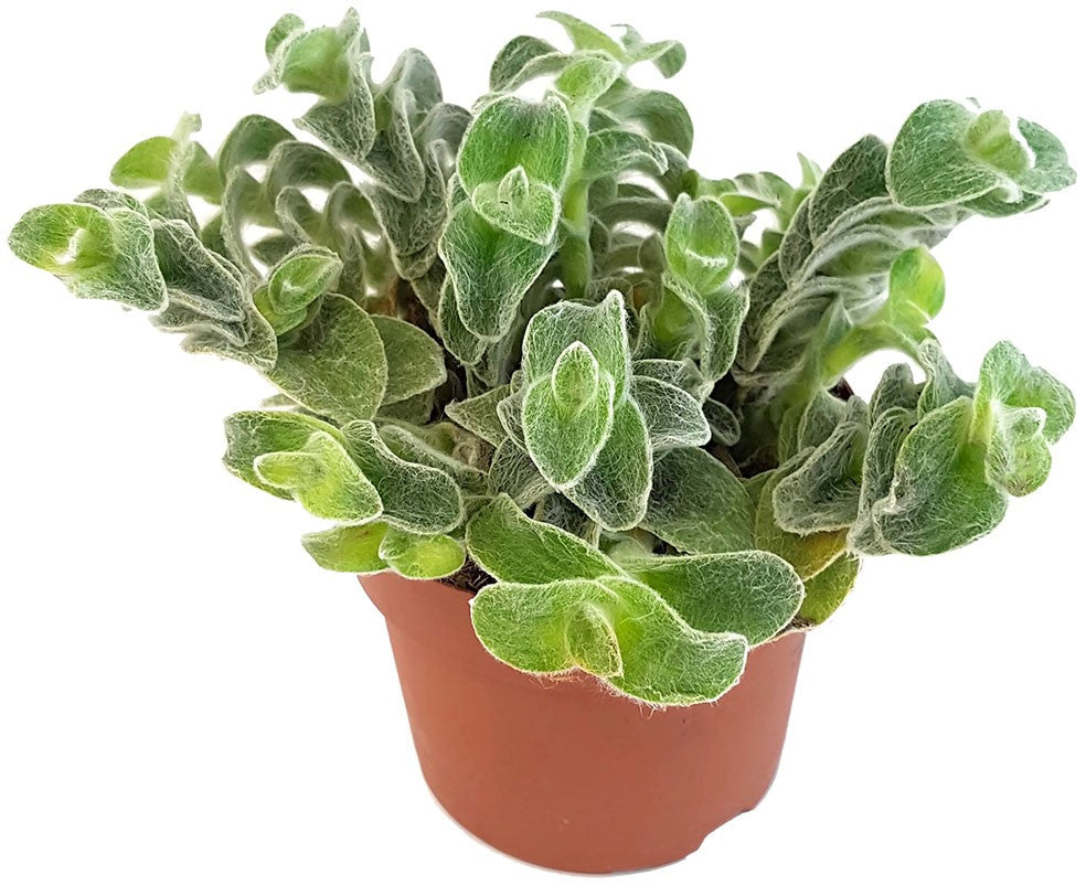 Tradescantia sillamontana "Velvet Hill" - samtige Dreimasterblume