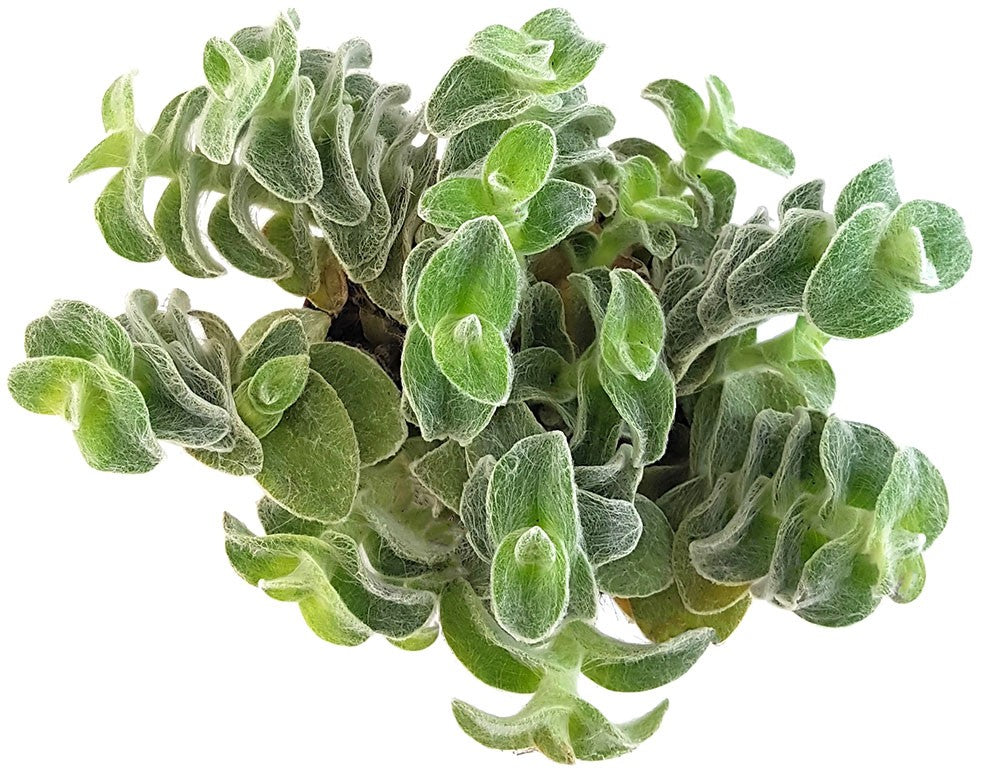 Tradescantia sillamontana "Velvet Hill" - samtige Dreimasterblume