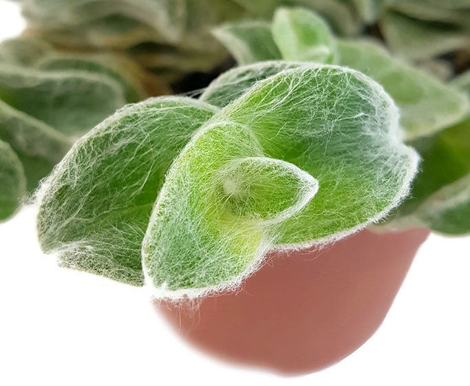 Tradescantia sillamontana "Velvet Hill" - samtige Dreimasterblume