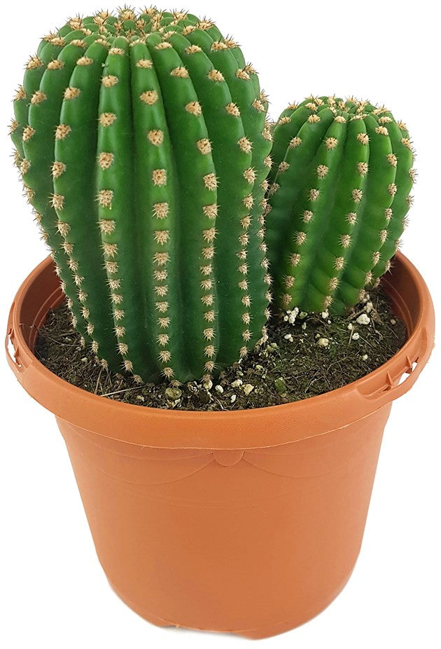 Trichocereus "Pluto" Hybride - Kaktus