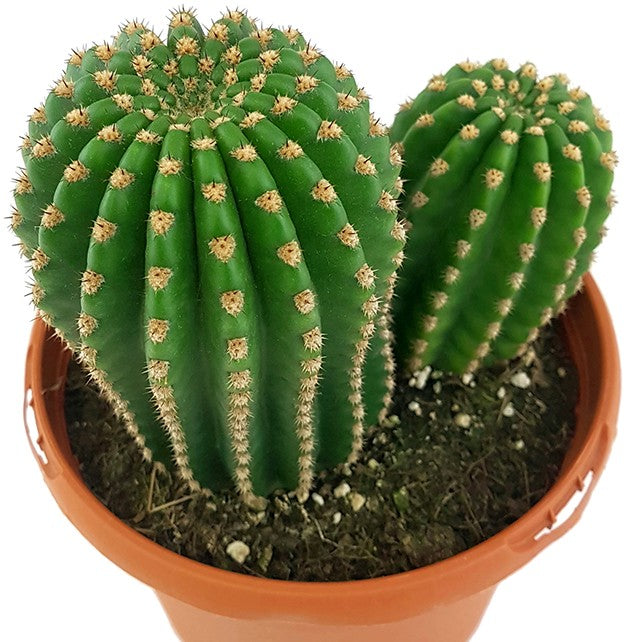 Trichocereus "Pluto" Hybride - Kaktus