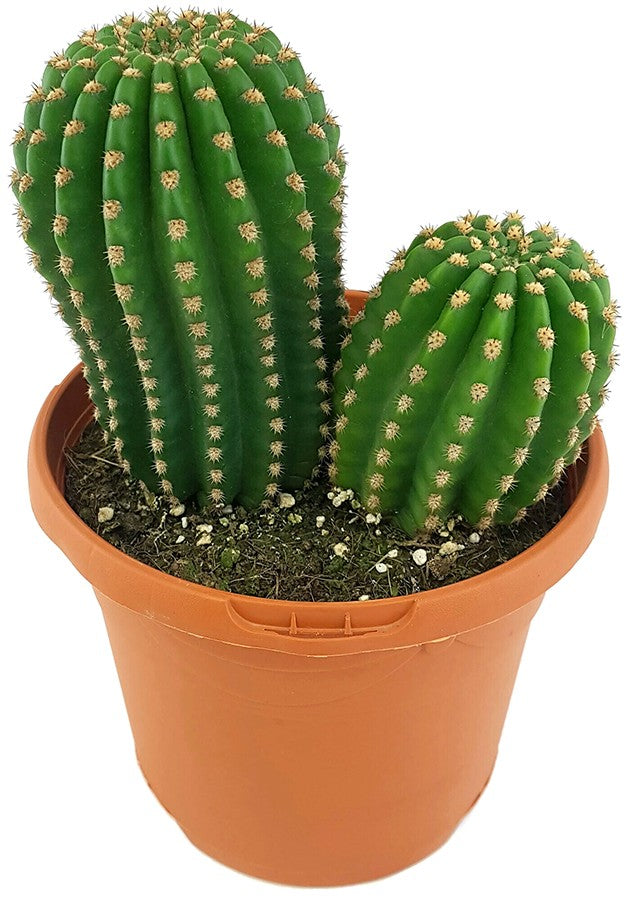 Trichocereus "Pluto" Hybride - Kaktus