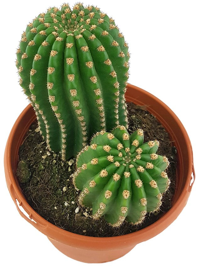Trichocereus "Pluto" Hybride - Kaktus
