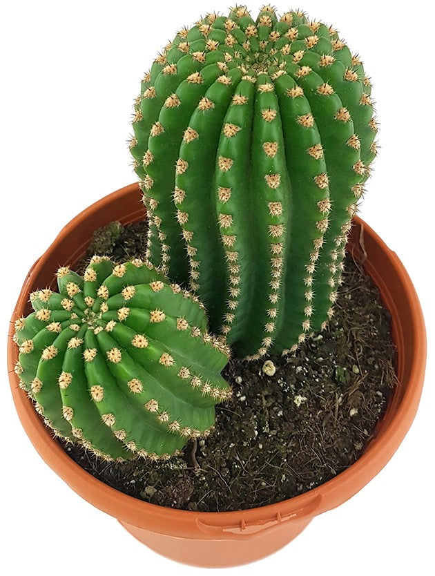 Trichocereus "Pluto" Hybride - Kaktus