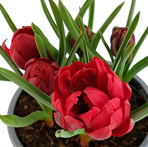 Tulipa humilis "Samantha" - Zwerg-Tulpe