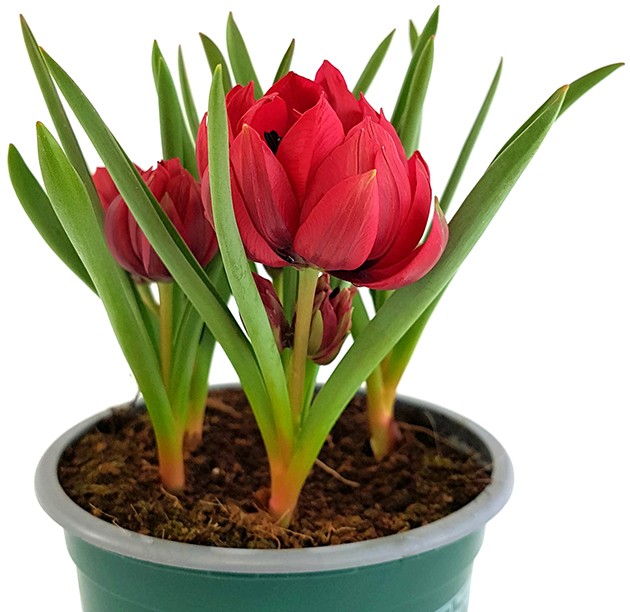 Tulipa humilis "Samantha" - Zwerg-Tulpe